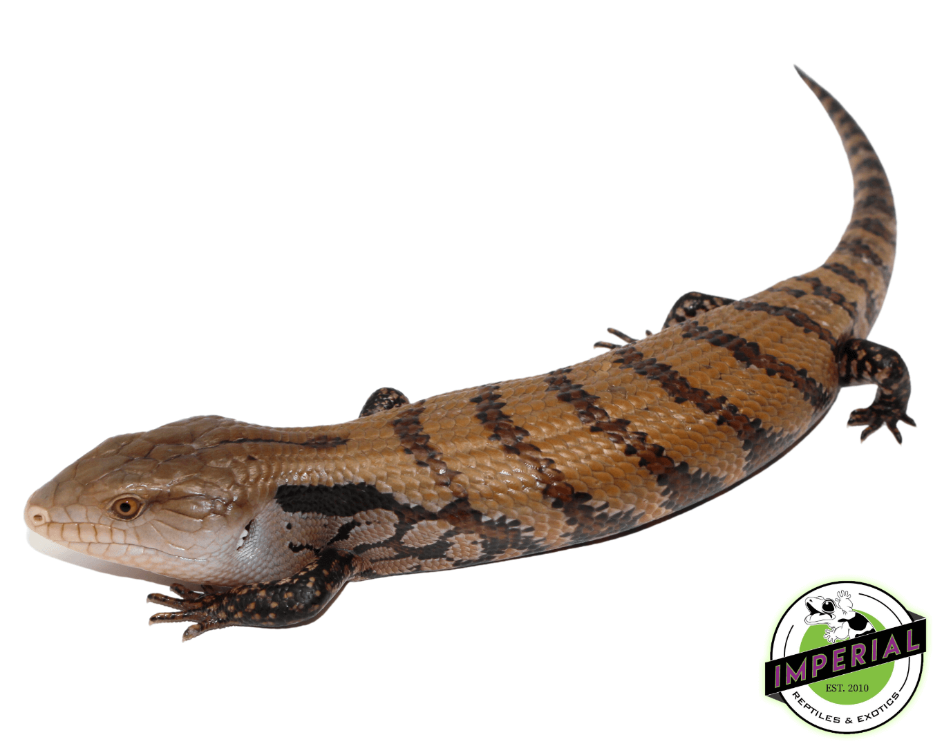 Merauke Blue Tongue Skink Baby
