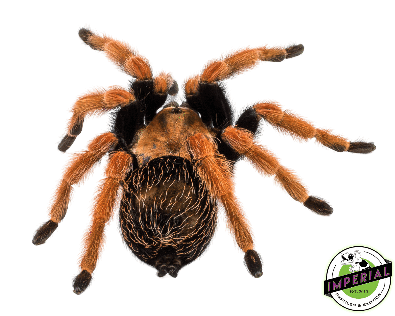 Mexican Blood-leg Tarantula (Aphonopelma bicoloratum)