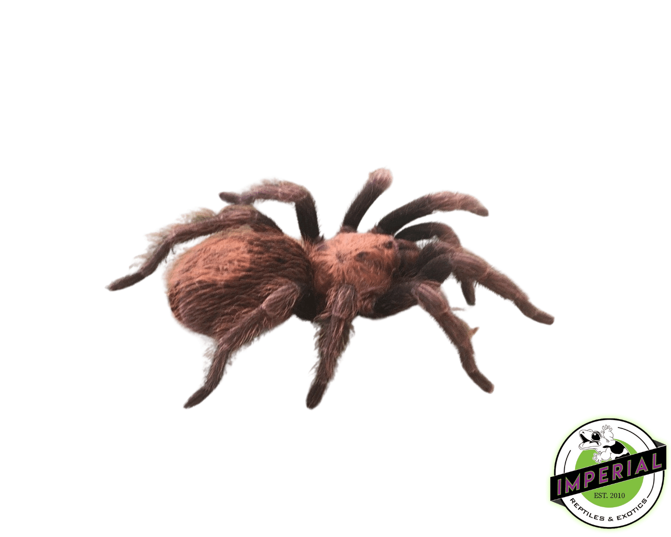 Mexican Copperhead Tarantula (Bonnetina minax)
