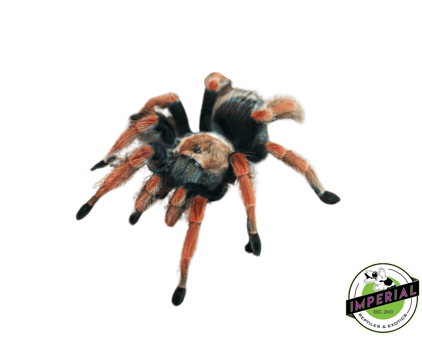 Mexican Fire Leg Tarantula (Brachypelma boehmei)