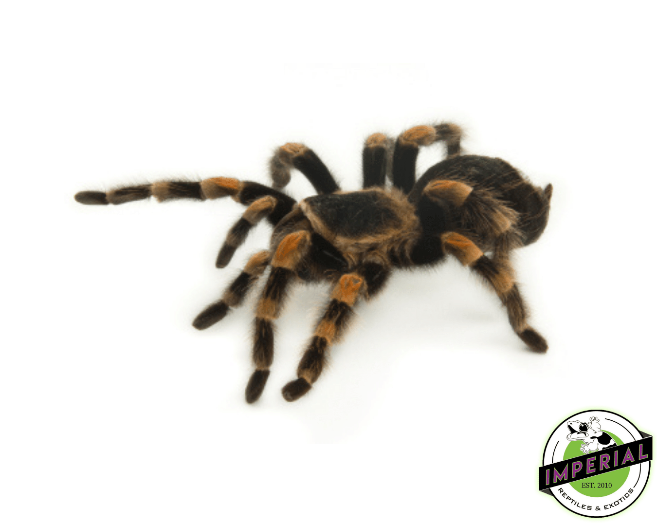 Mexican Giant Red Knee Tarantula (Brachypelma smithi) [formally annitha]