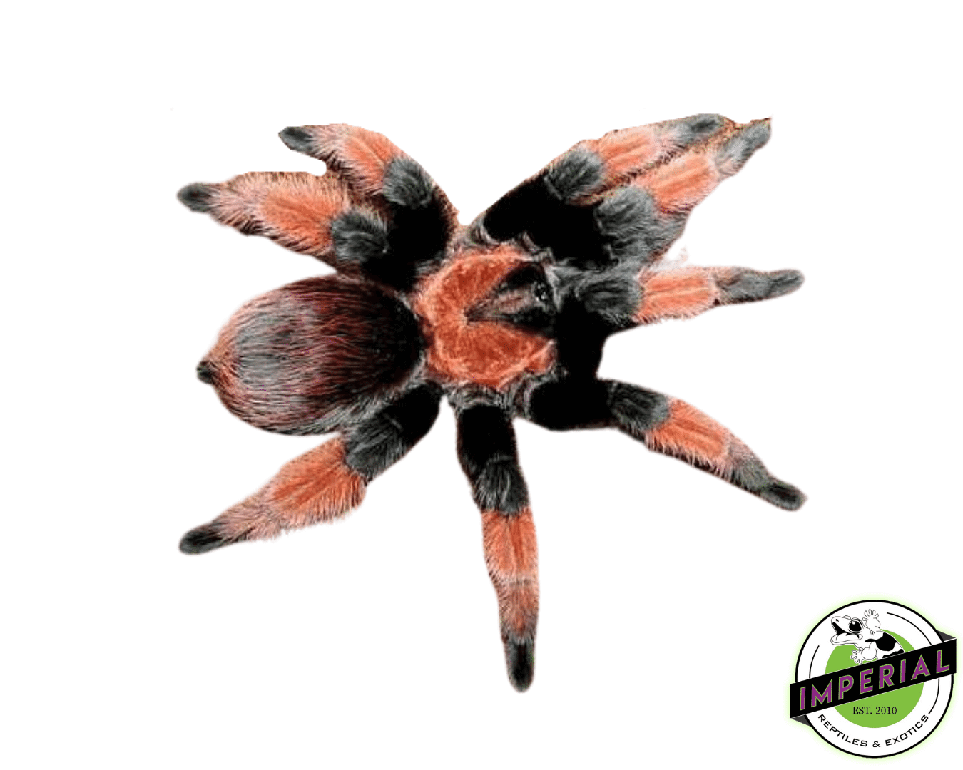 Mexican Painted Red-leg Tarantula (Brachypelma emilia)