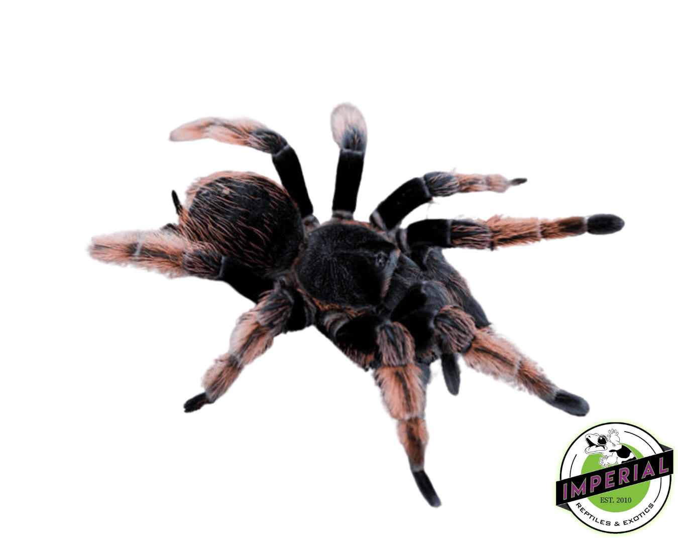 Mexican Pink Tarantula (Brachypelma klaasi)