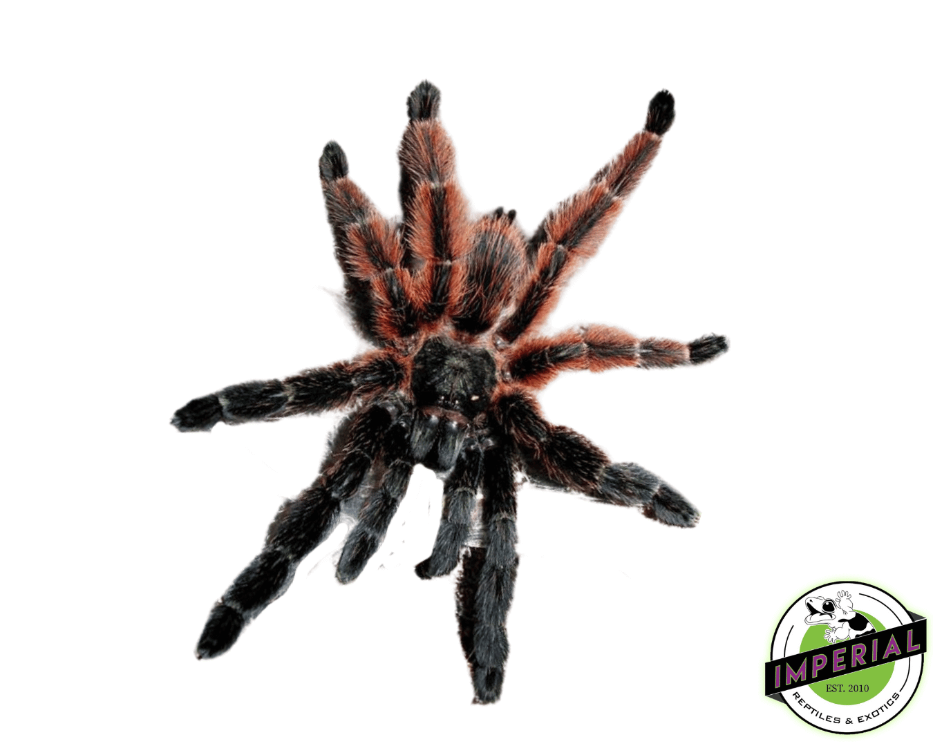 Mexican Red and Black Tree Spider (Psalmopoeus victori)