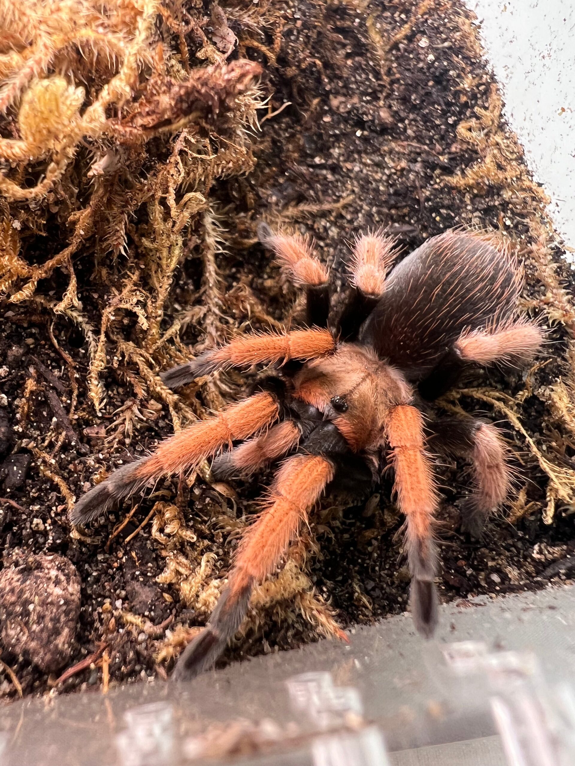 Mexican Red Knee Tarantula (Brachypelma hamorii ) — image 3