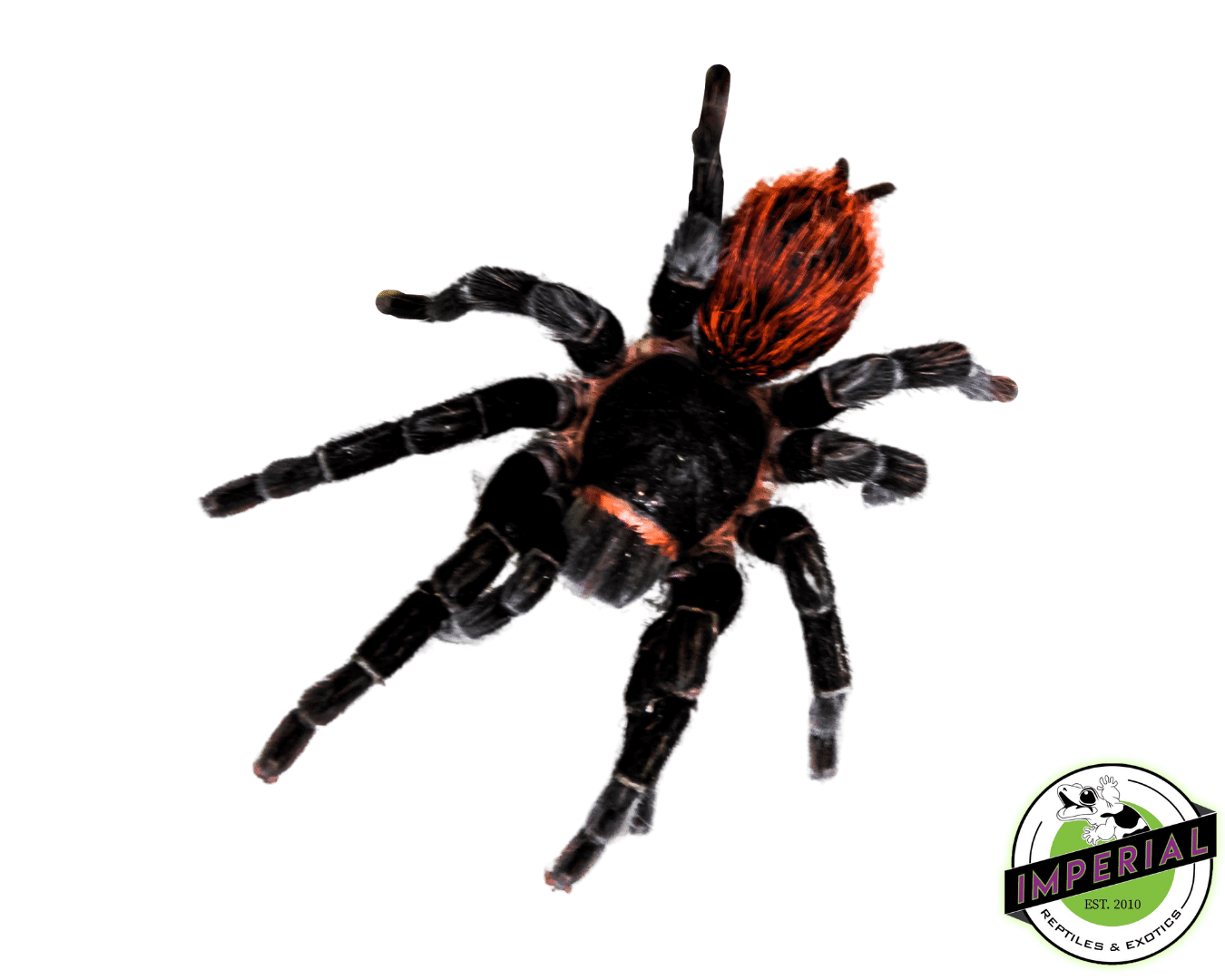 Mexican Red Rump “Campeche” Tarantula