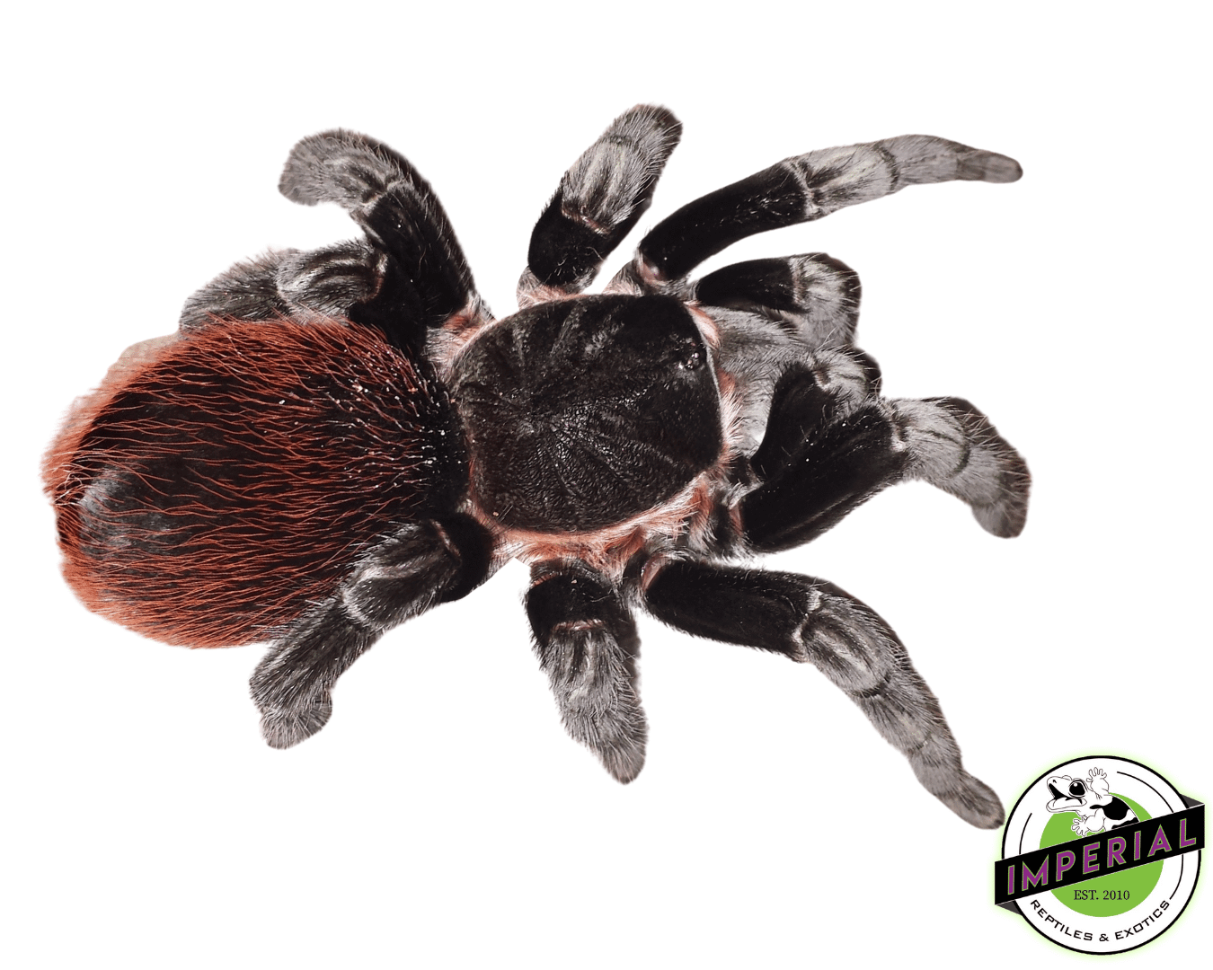 Mexican Red Rump Tarantula (Tliltocatl (Brachypelma) vagans)