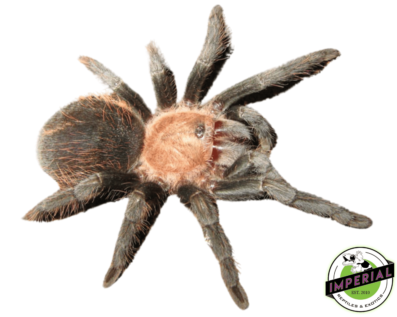 Mexican Rose Tarantula