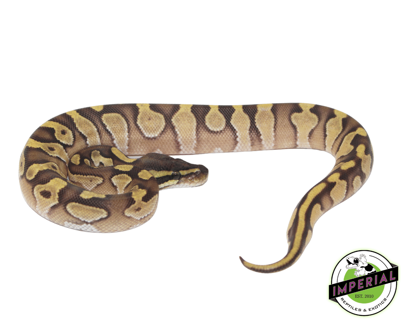 Mochi Ball Python