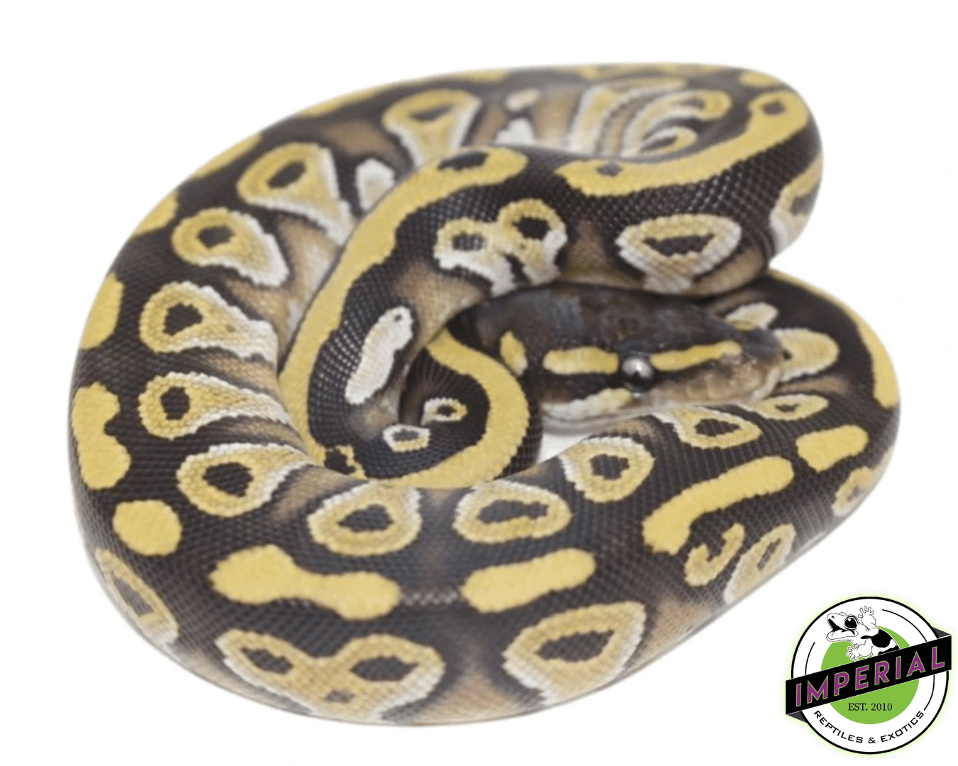 Mojave Ball Python