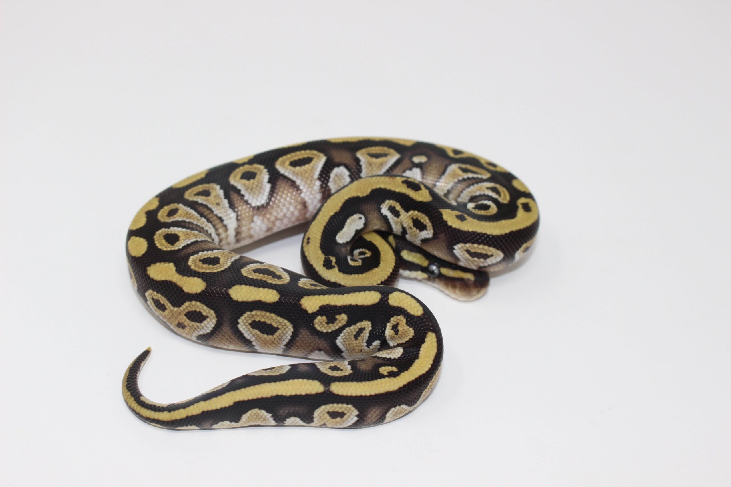 Mojave Ball Python — image 2