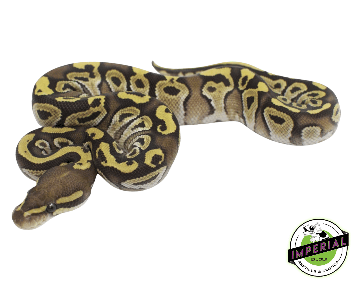 Mojave Fire/Vanilla Ball Python