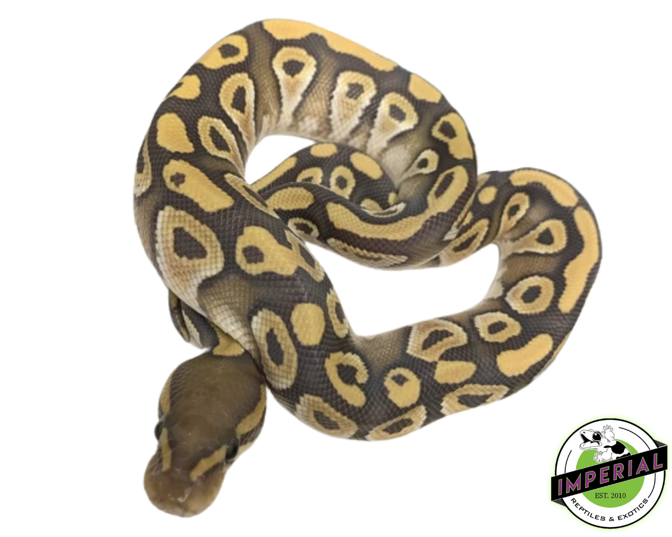 Mojave Ghost Ball Python