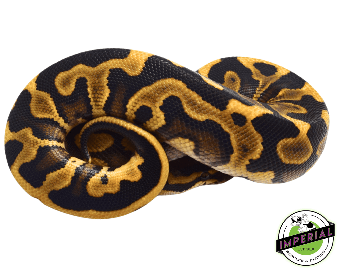 Mojave Leopard Ball Python — image 2