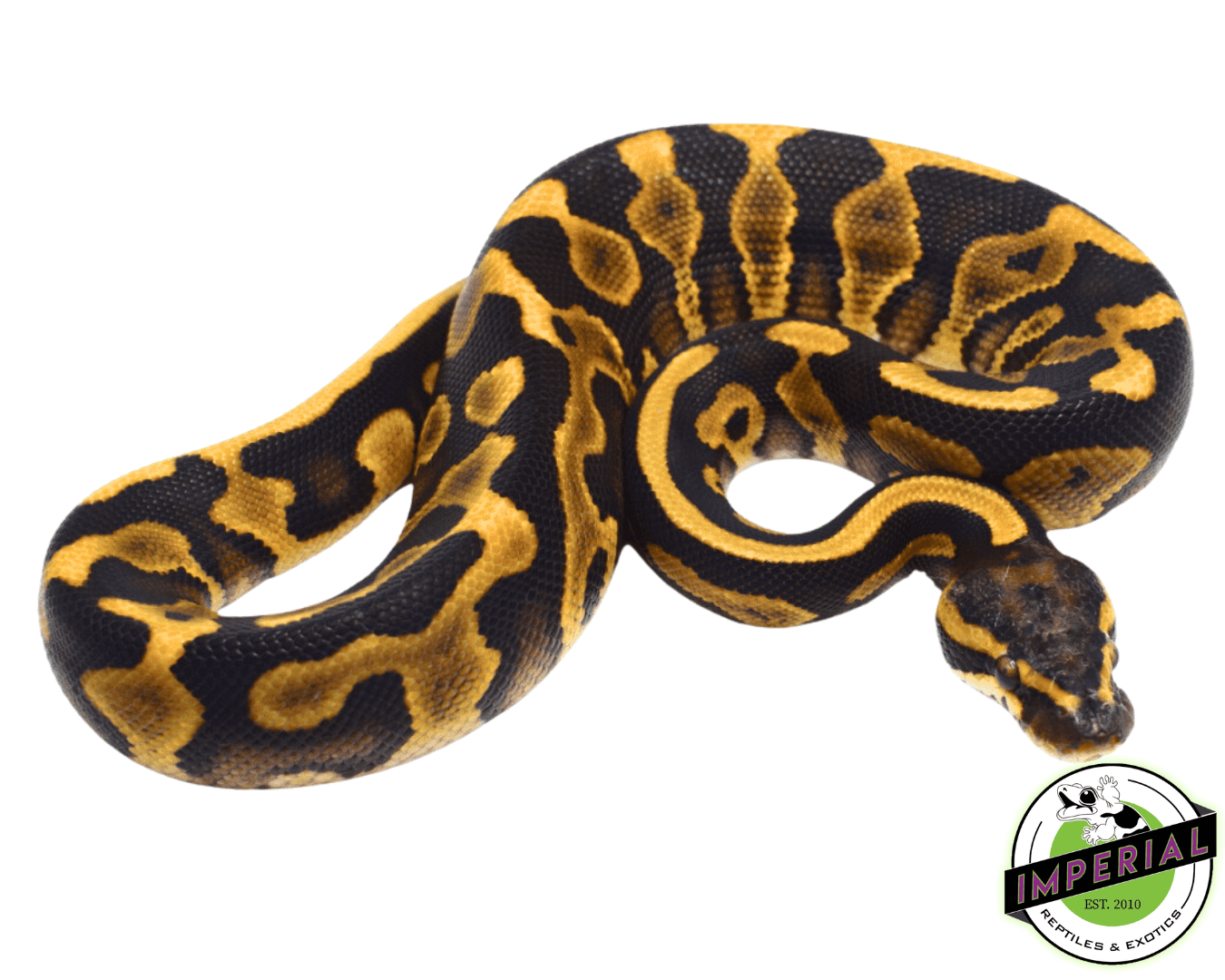 Mojave Leopard Ball Python