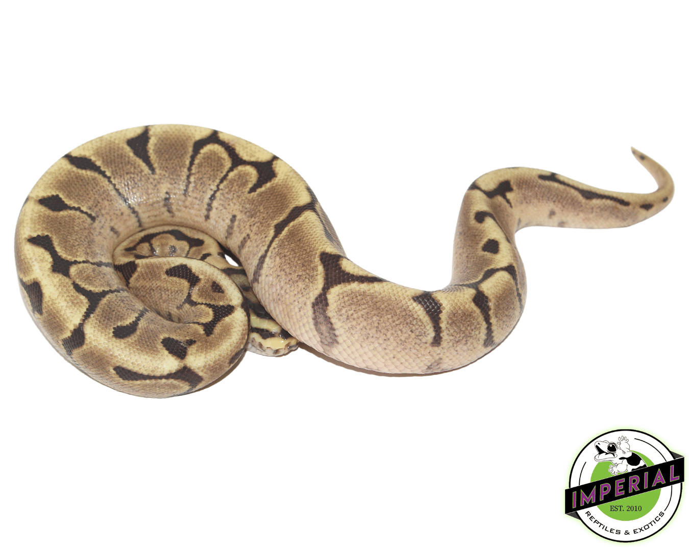Mojave Woma Ball Python — image 2