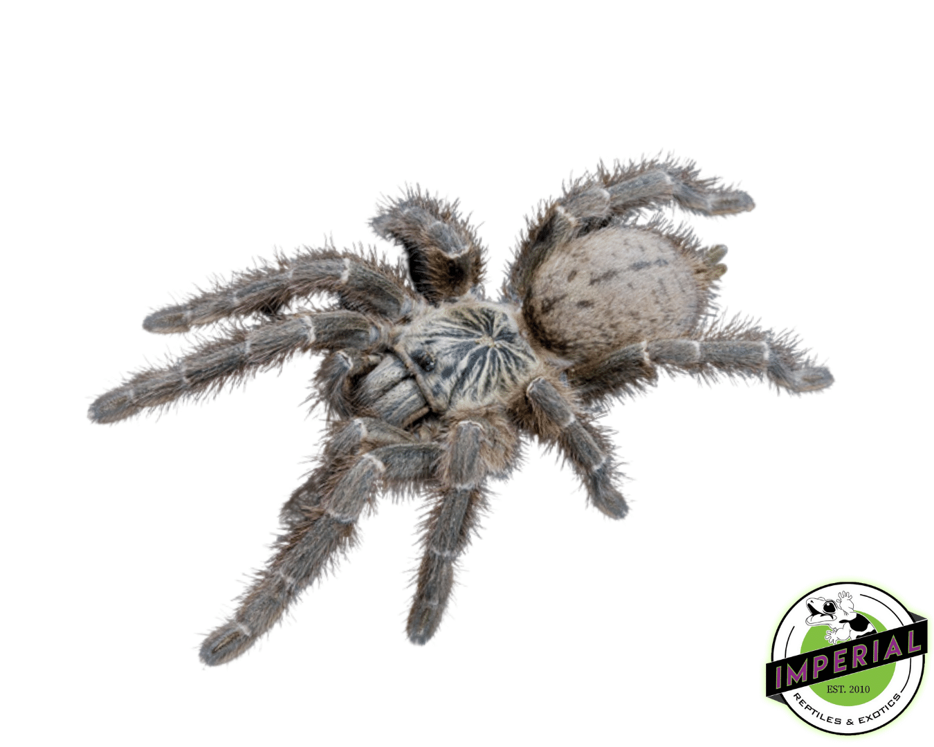 Mombasa Starburst Baboon Tarantula