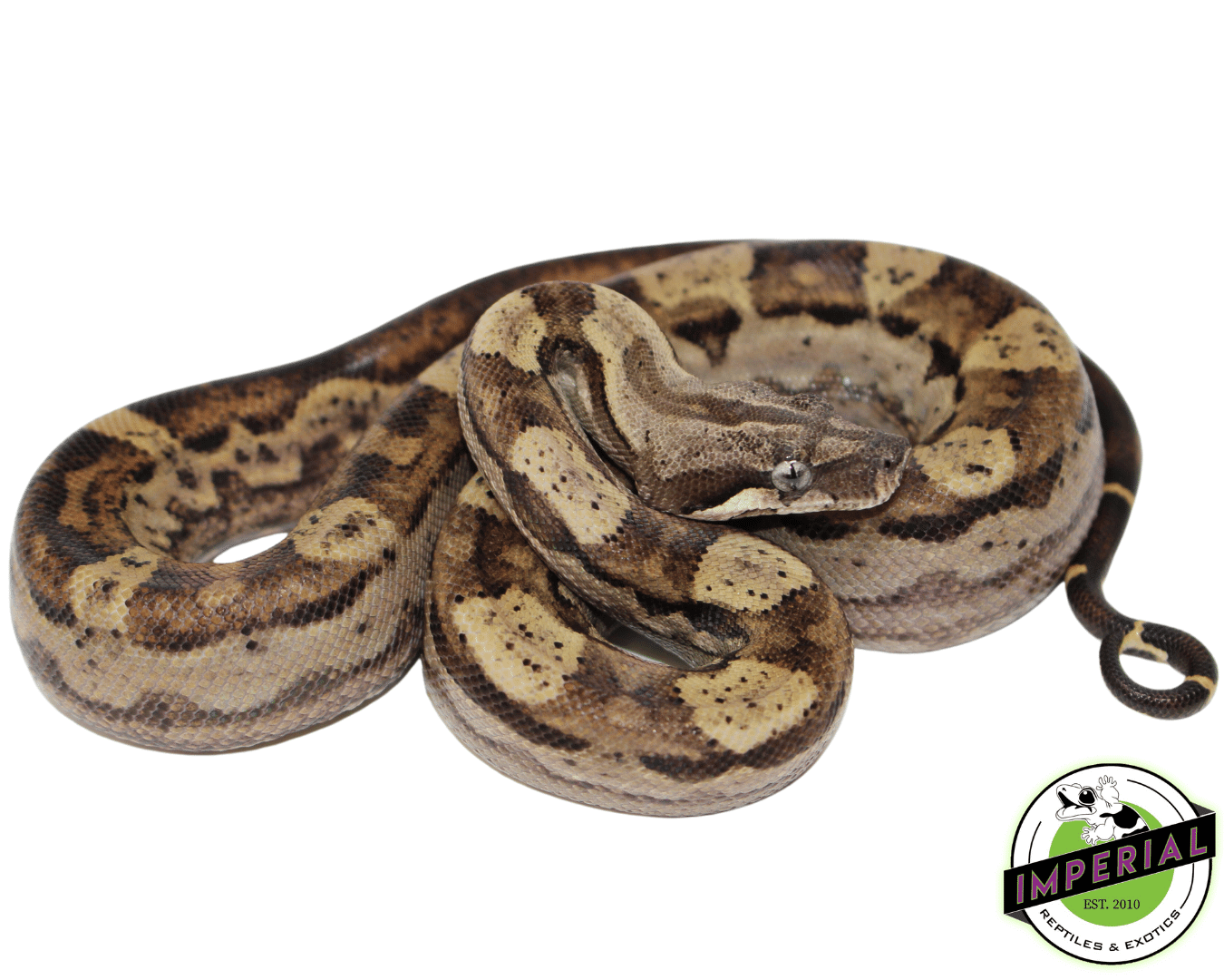 Motley Colombian Boa Baby — image 2