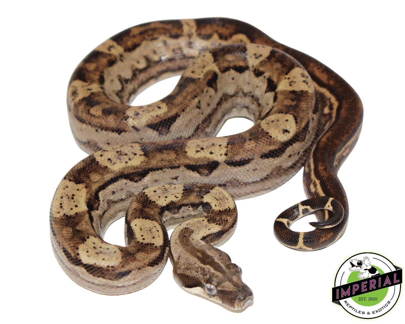 Motley Colombian Boa Baby
