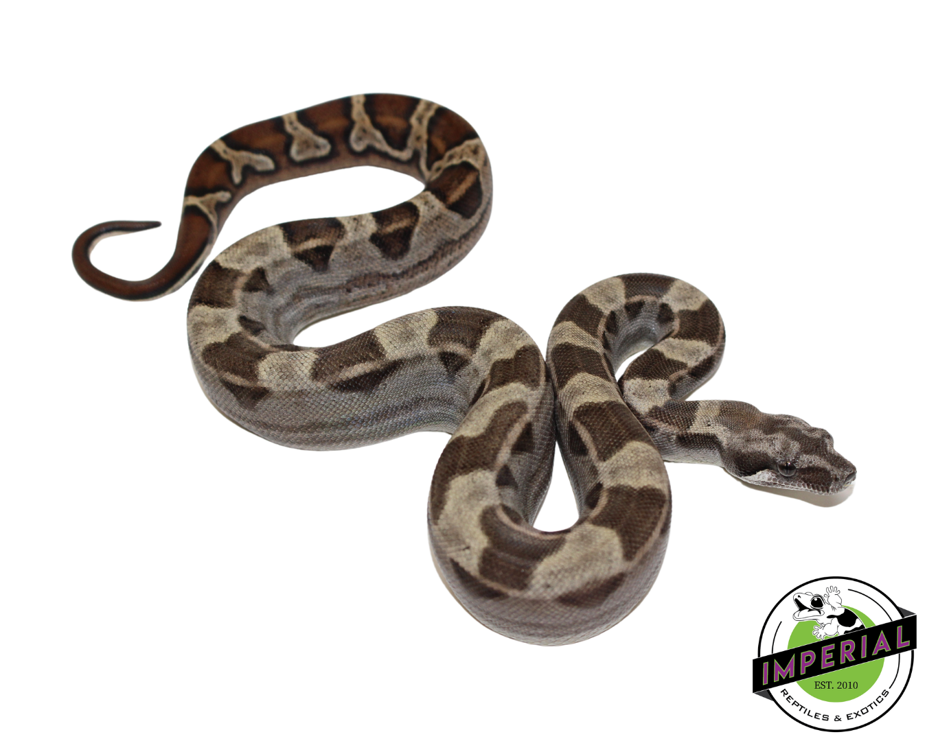 Motley Colombian Boa Male (#112624-01)