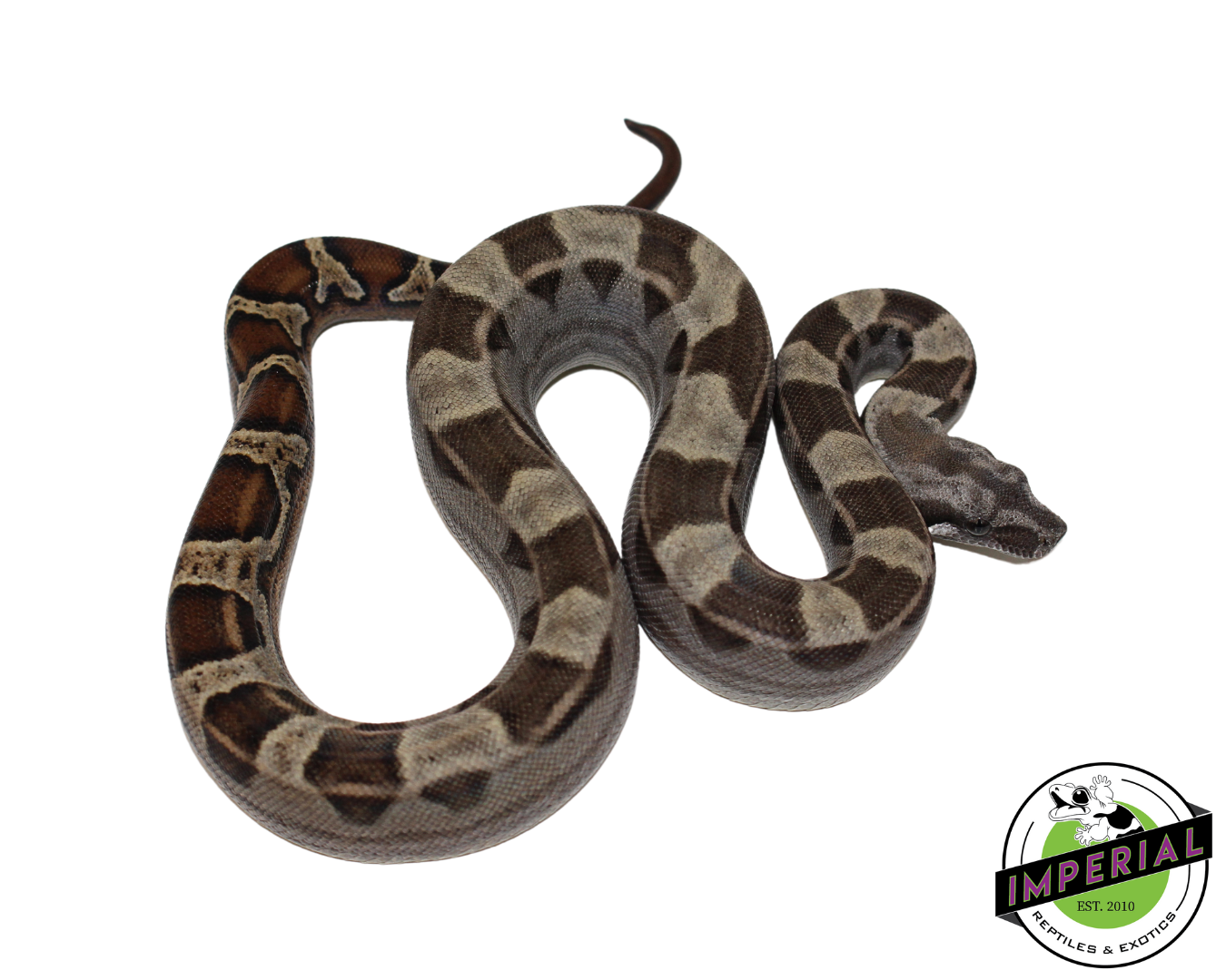 Motley Colombian Boa Male (#112624-01) — image 2