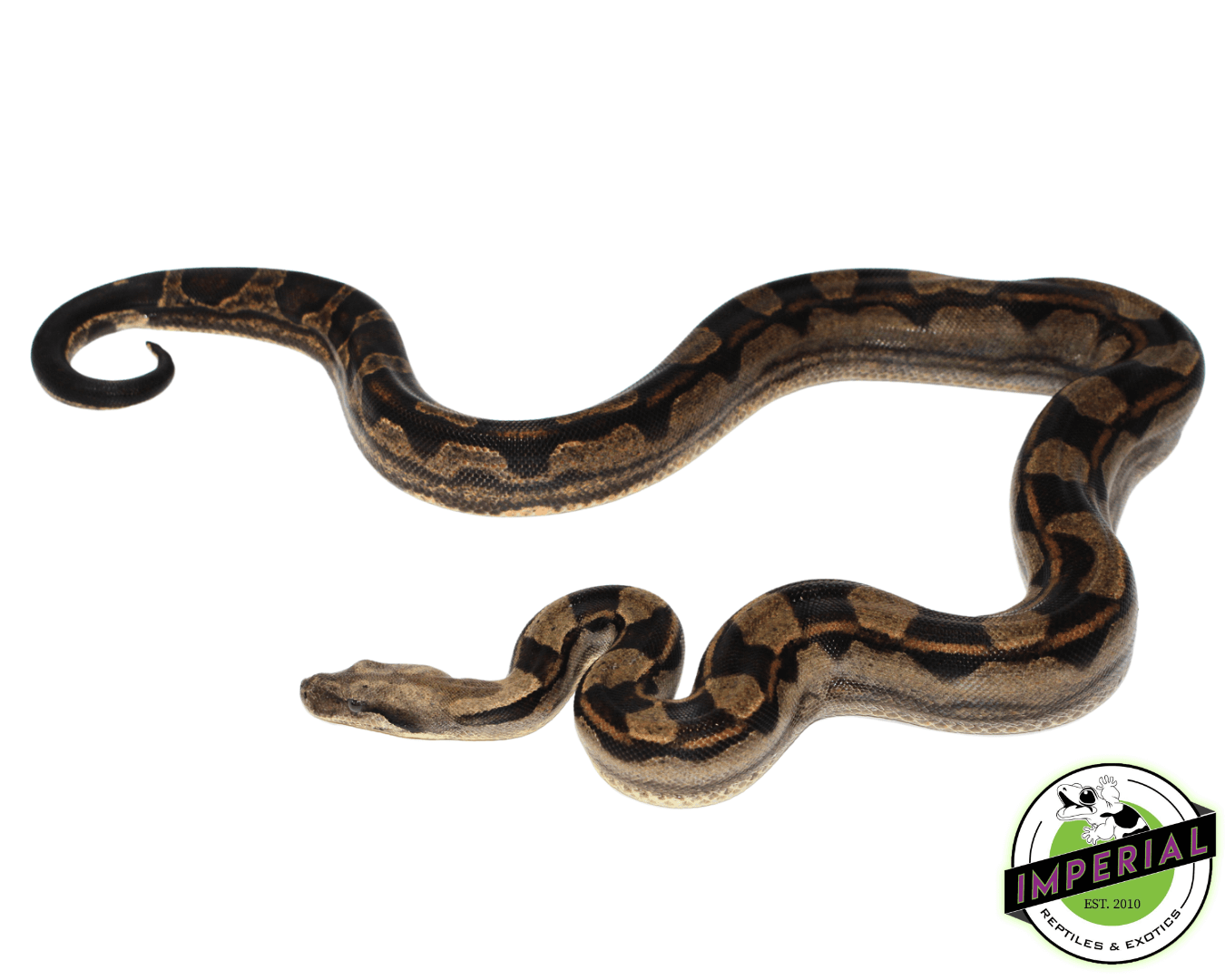 Motley Colombian Boa — image 2