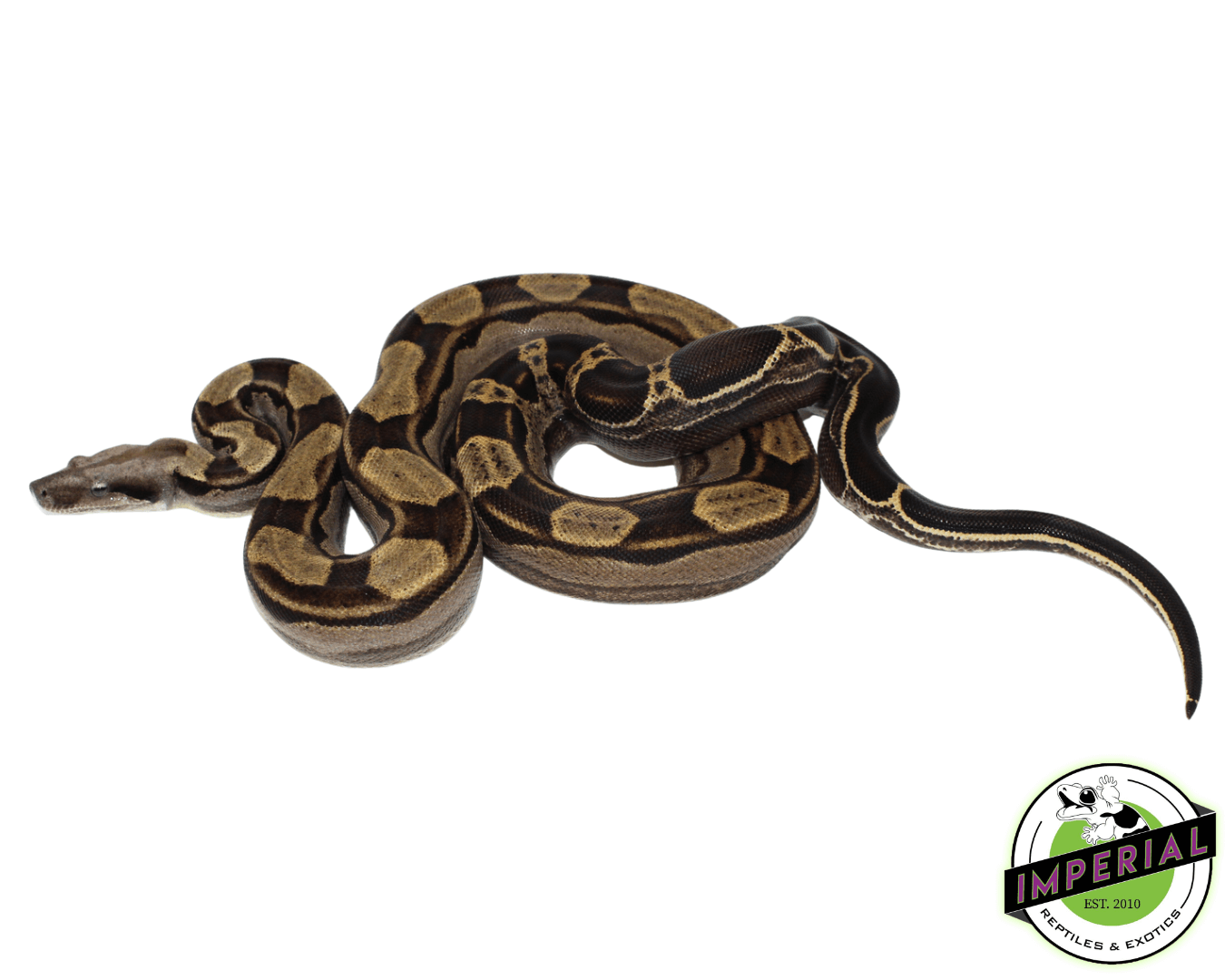 Motley Colombian Boa