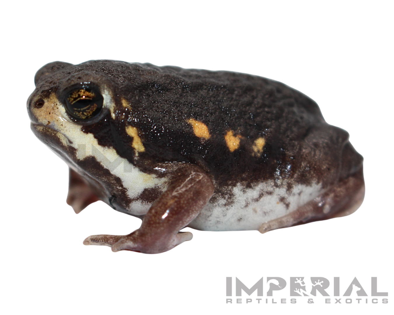 Mozambique Rain Frog — image 2