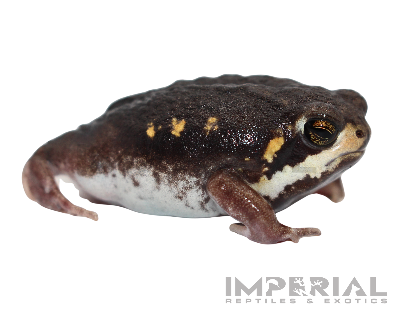 Mozambique Rain Frog — image 3