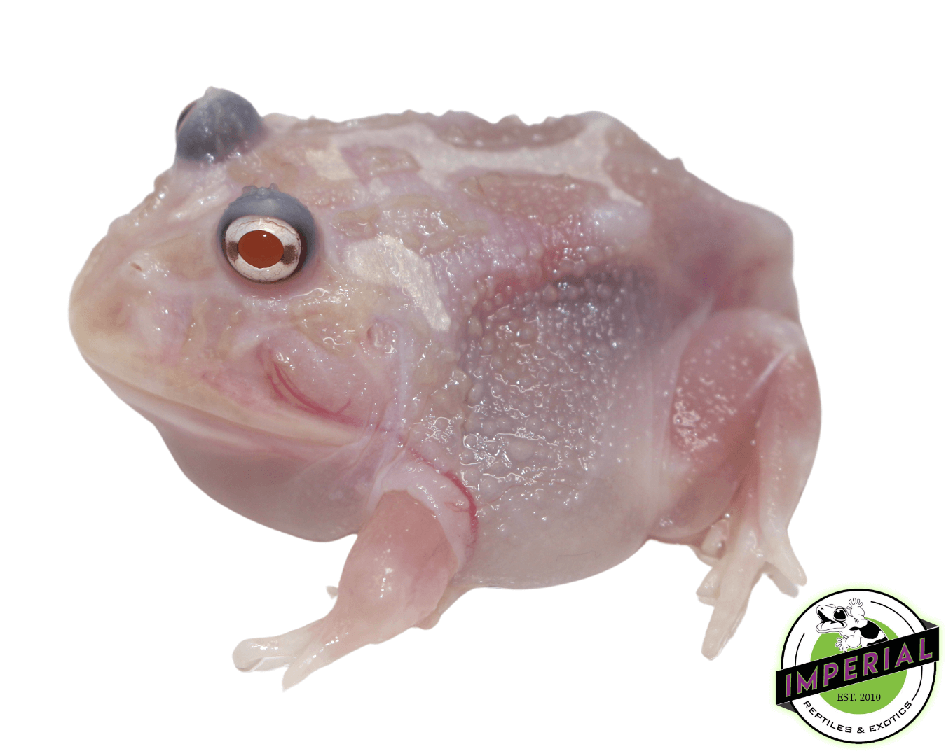 Mutant Pacman Frog "Chicken Breast"