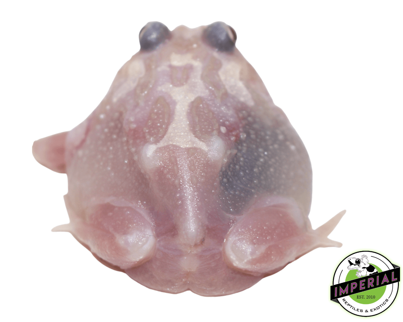 Mutant Pacman Frog "Chicken Breast" — image 2