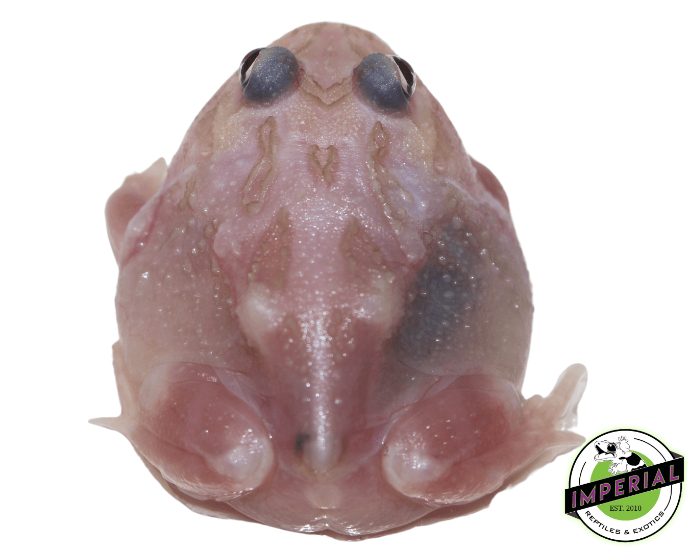 Mutant Pacman Frog "Kimberly" — image 2
