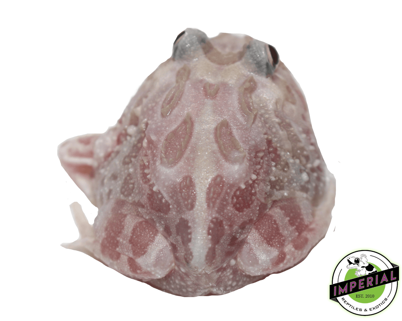 Mutant Pacman Frog "Pink Chicken" — image 2