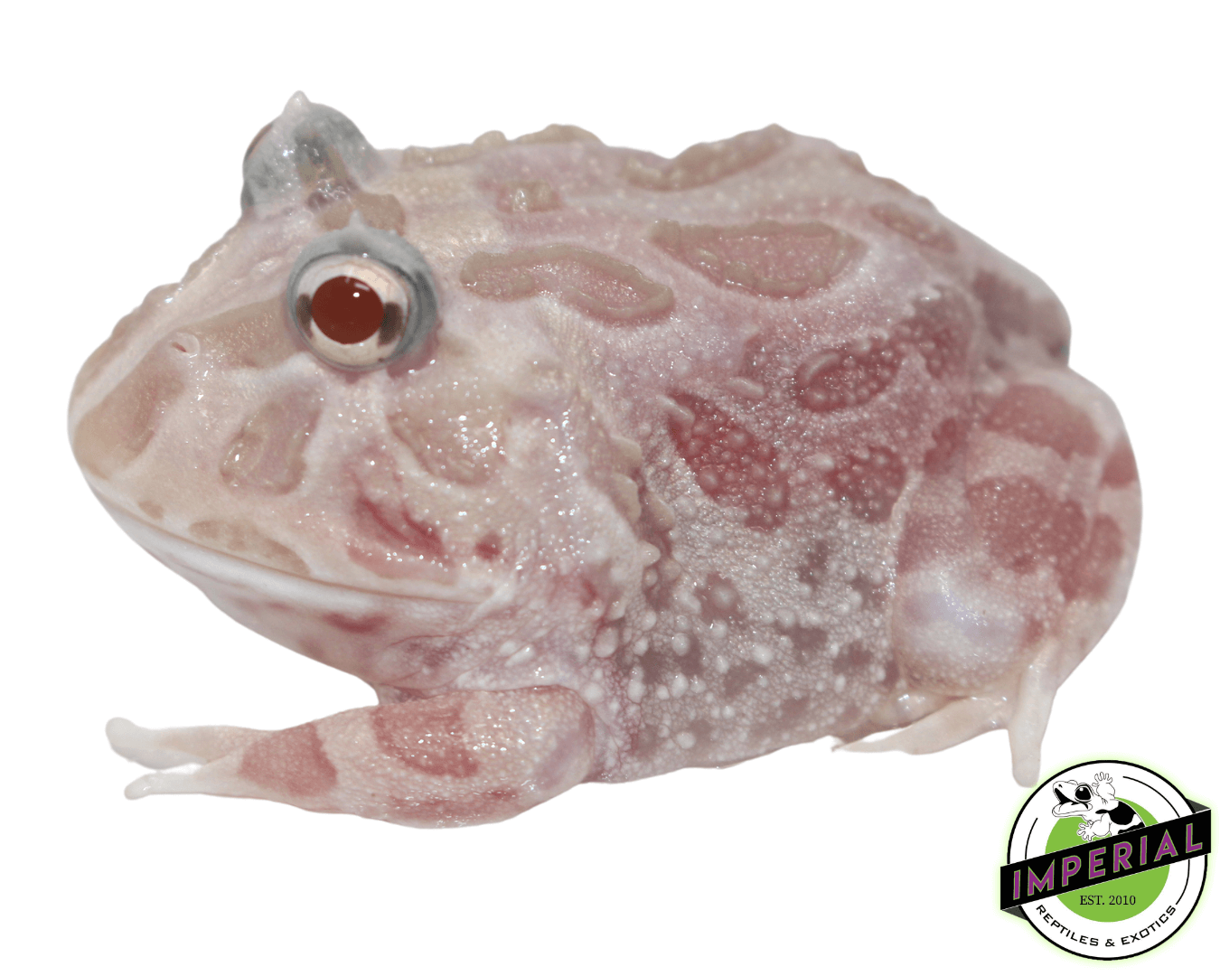 Mutant Pacman Frog "Pink Chicken"