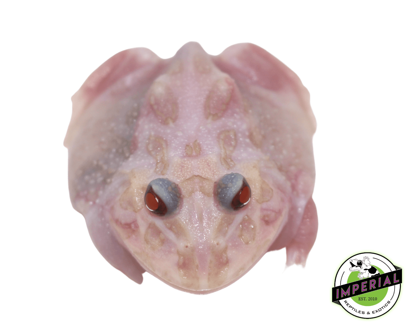 Mutant Pacman Frog "Pink Ranger" — image 2
