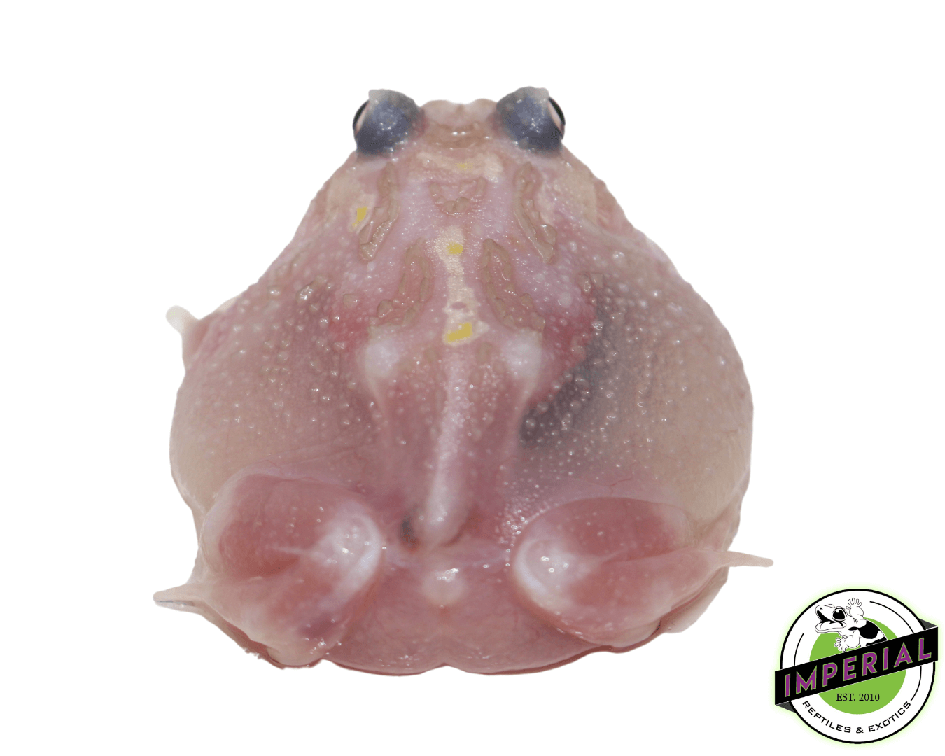 Mutant Pacman Frog "Raw Chicken" — image 2