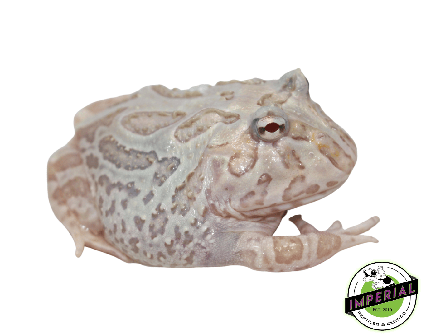Mutant Pacman Frog "Snow White"