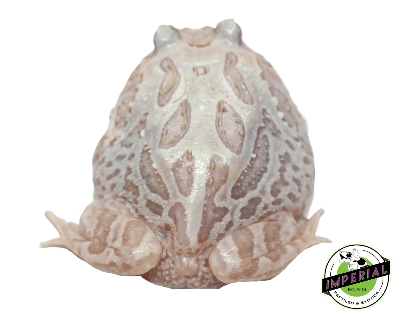 Mutant Pacman Frog "Snow White" — image 2