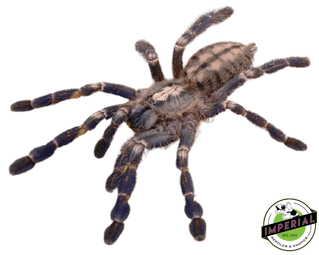Mysore Ornamental Tarantula