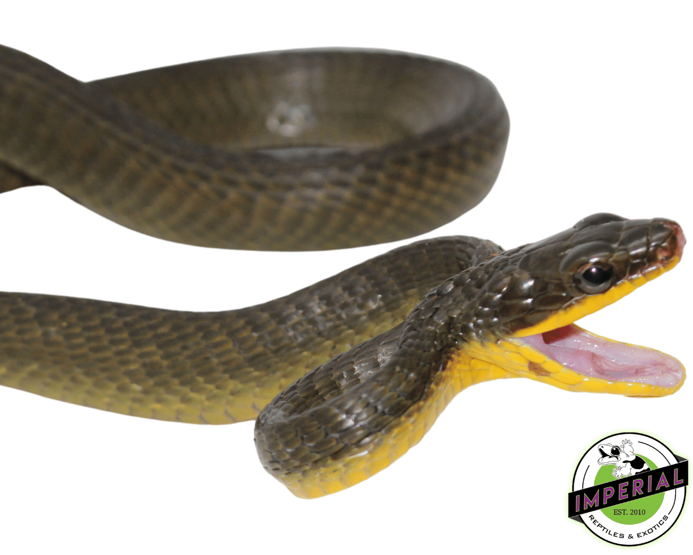 Neotropical Bird Snake (Pseustes poecilonotus polylepis) — image 2