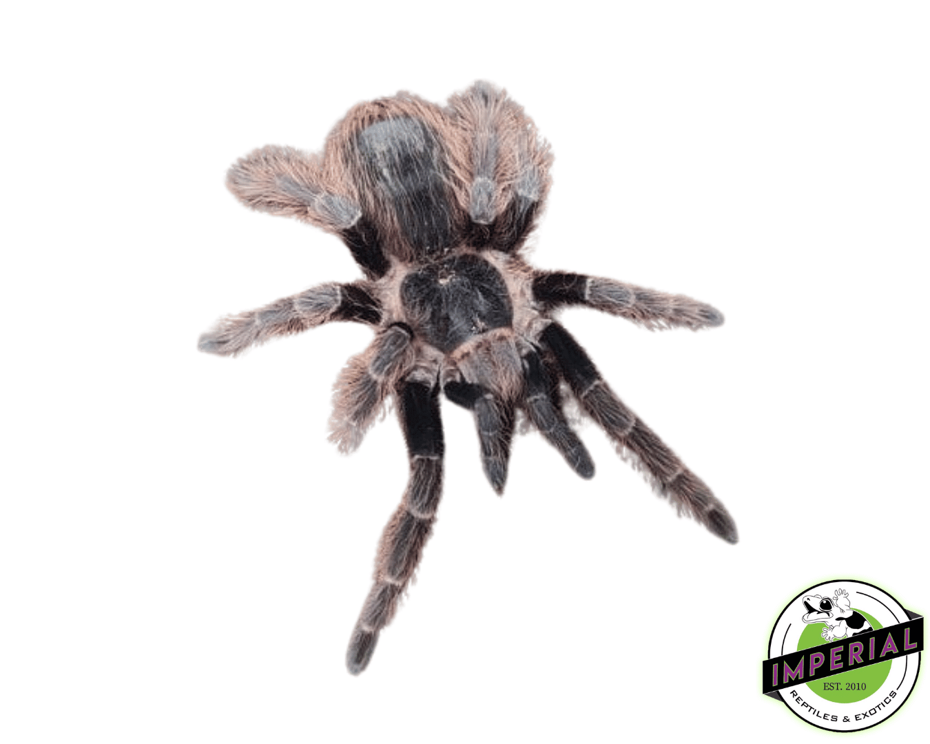 Nepalese Earth-Tiger Tarantula (Chilobrachys sp. 'Nepal')