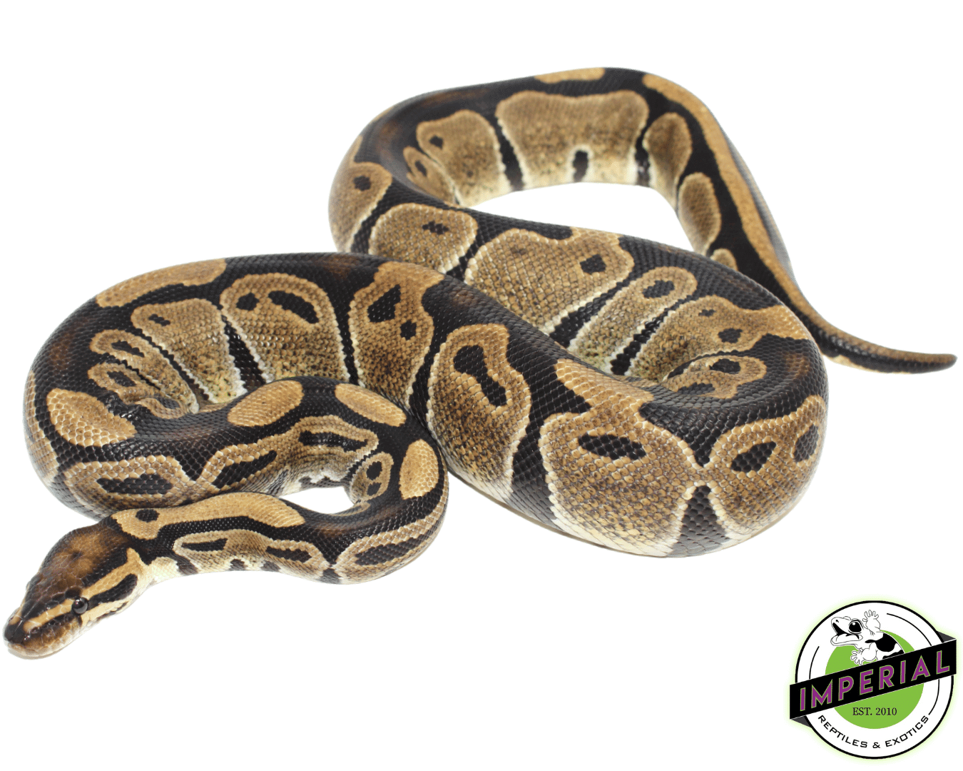 Normal Ball Python Adult