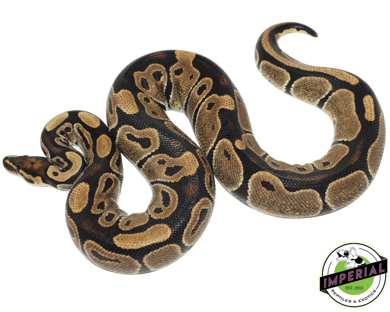 Normal Ball Python Adult — image 2