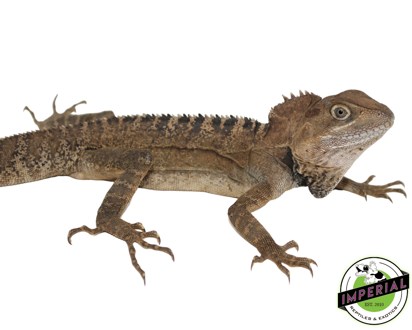 Northern Forest Dragon — image 2