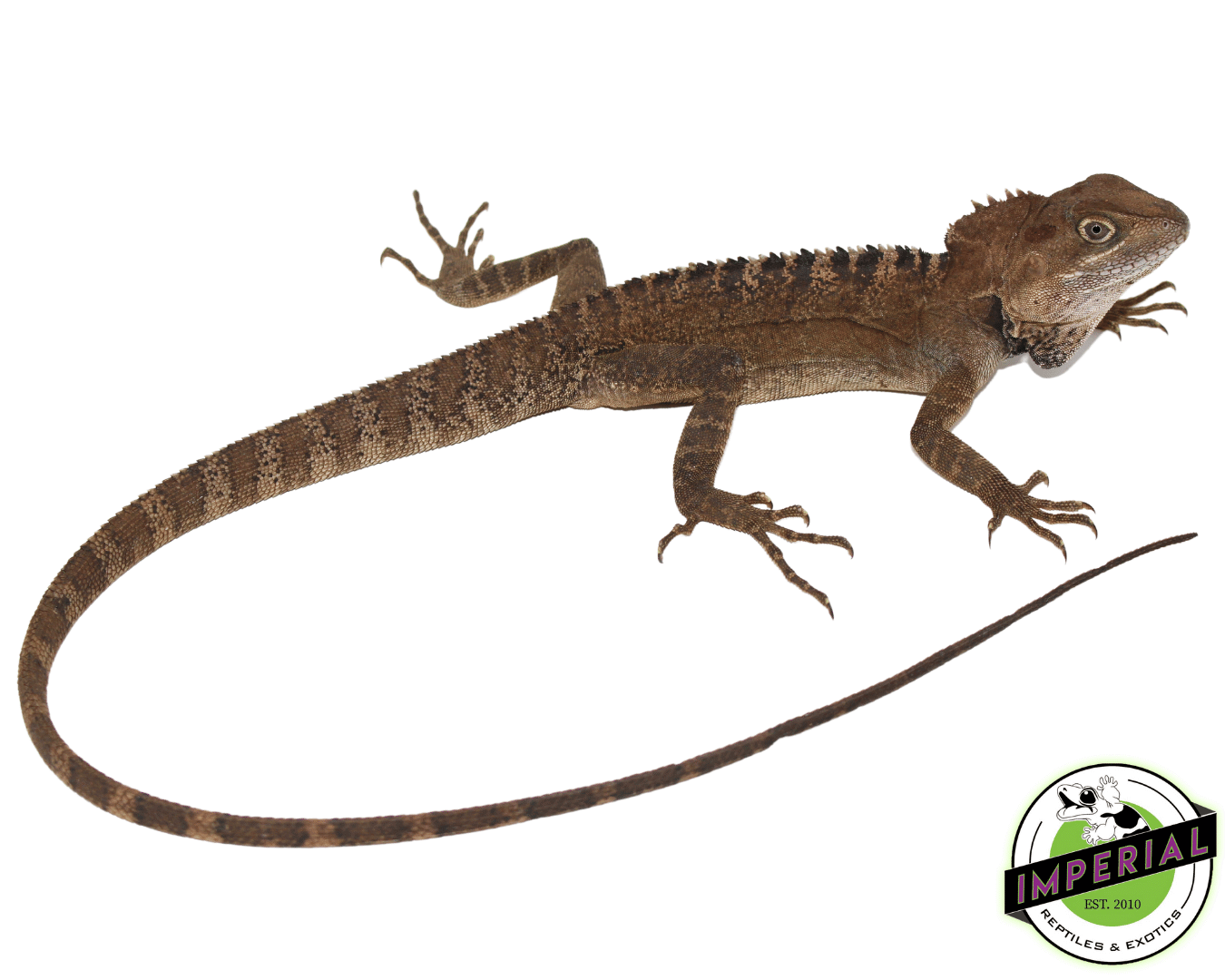 Northern Forest Dragon