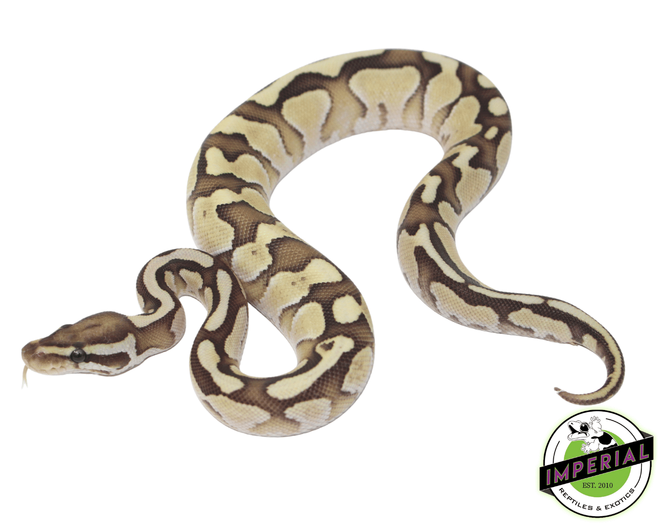 Nuclear Ball Python — image 2