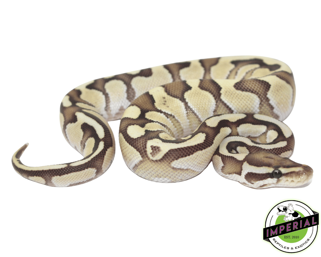 Nuclear Ball Python