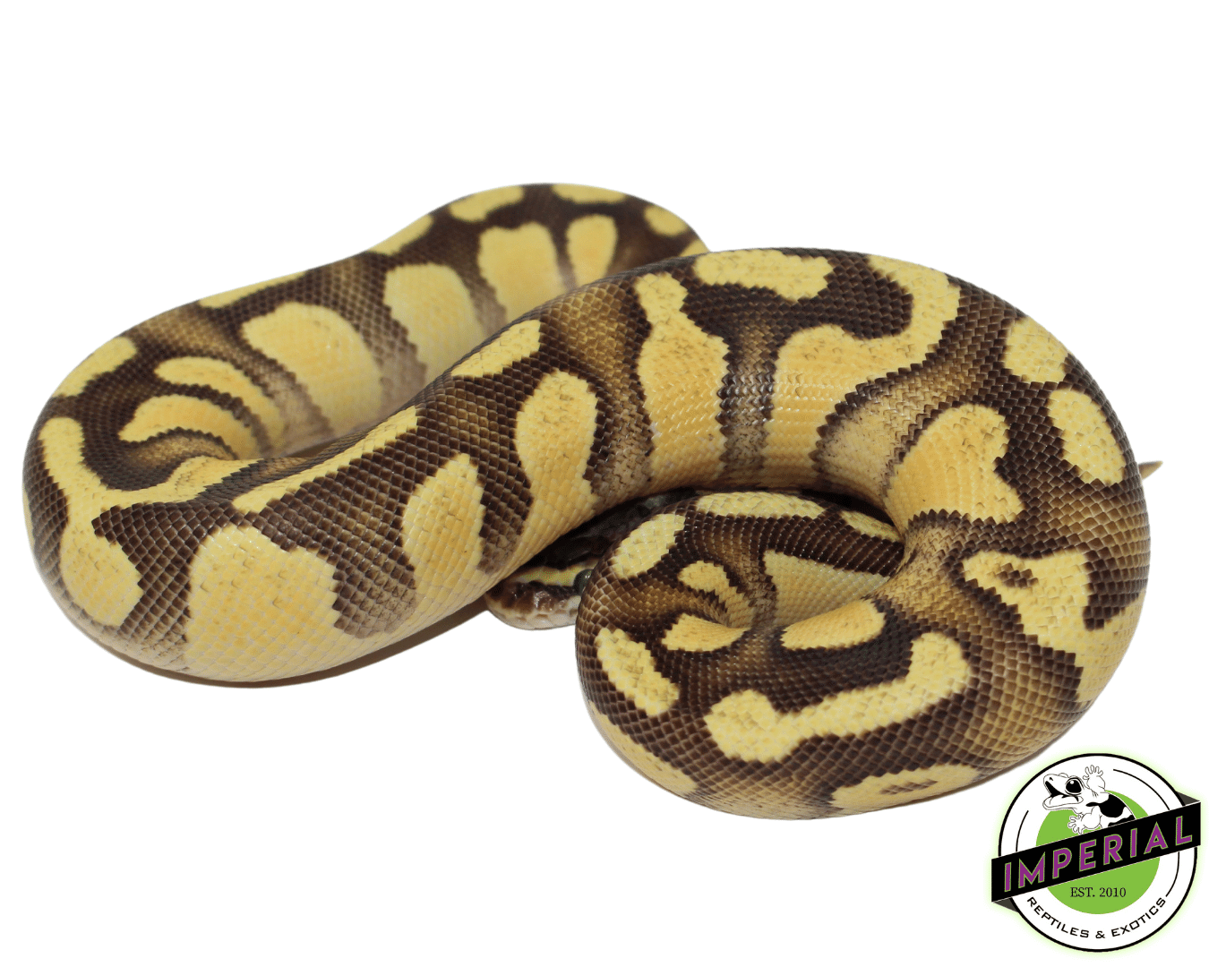 OD Fire Pos. Pastel Ball Python — image 2