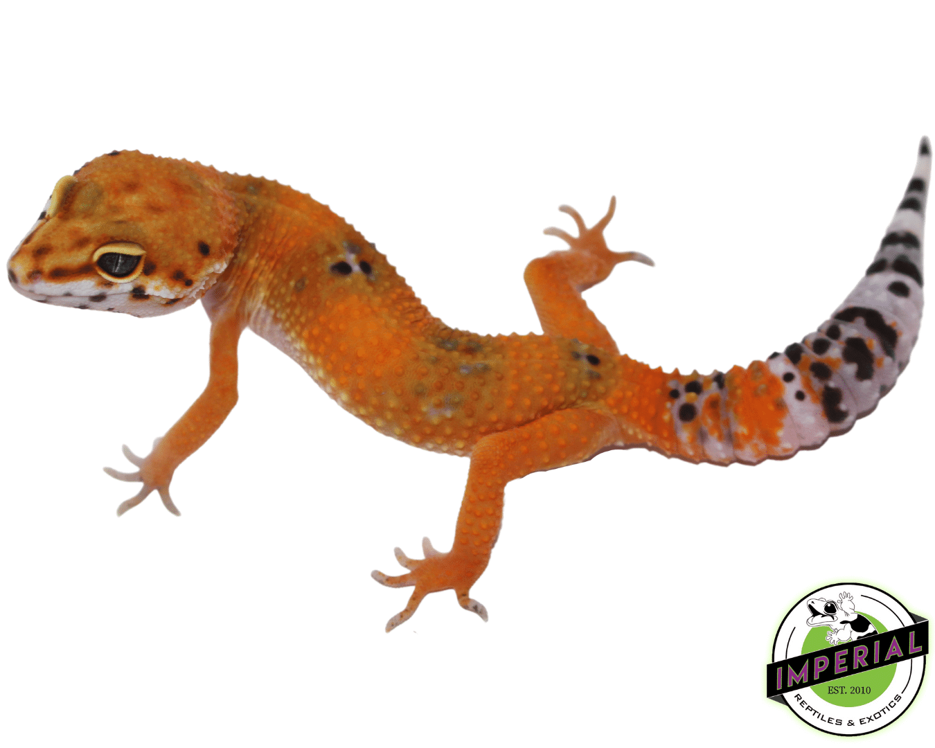 OG Leopard Gecko