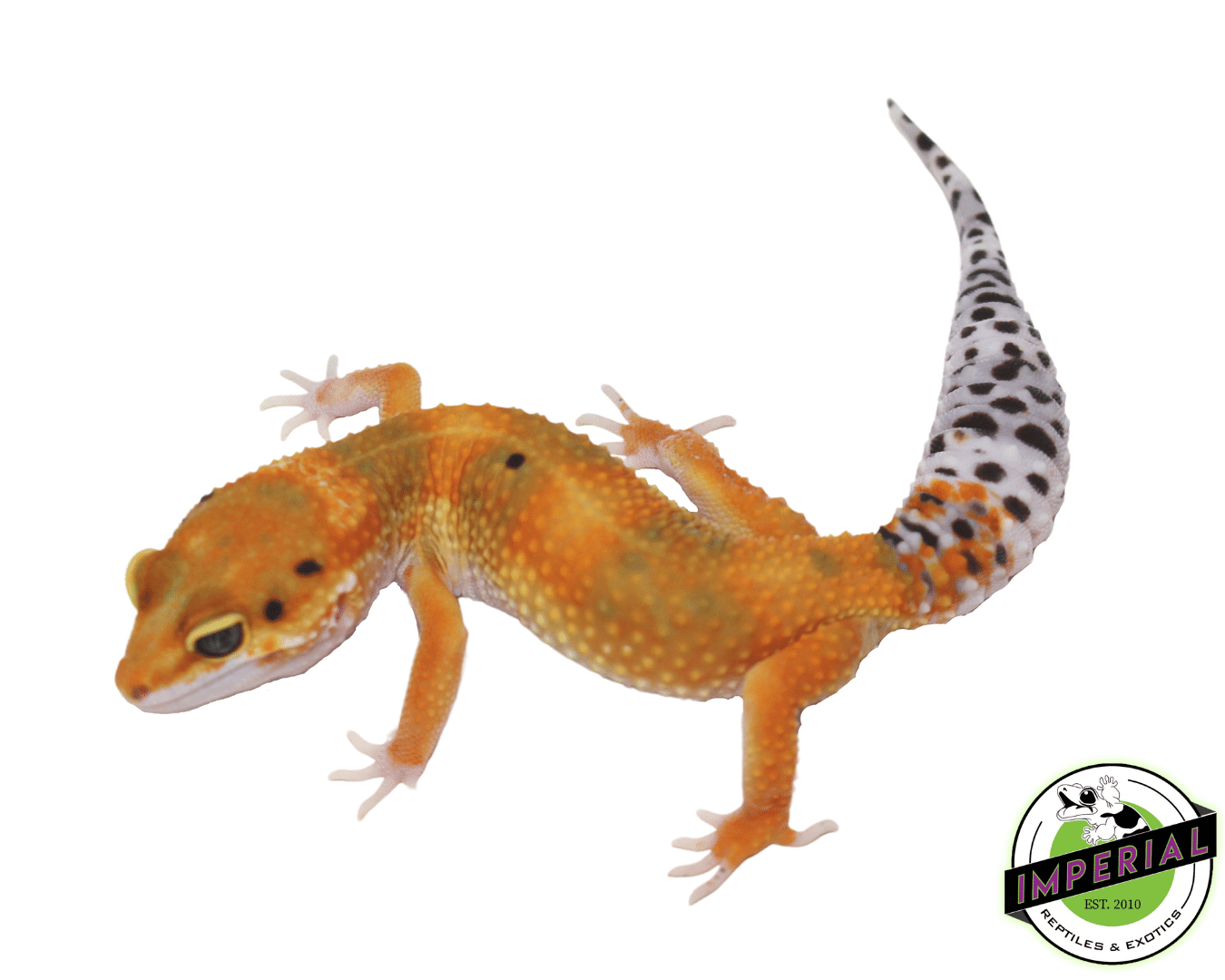 OG Leopard Gecko — image 3